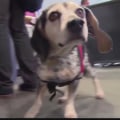 Tampa Airport: A Pet-Friendly Haven for Travelers and Their Furry Friends
