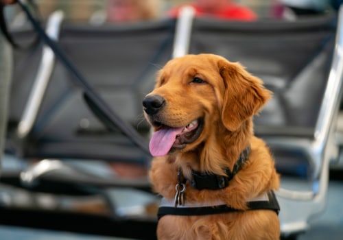 Traveling with Your Pet? Tampa International Airport Has You Covered